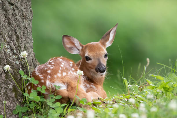 Deer Pick Up Lines